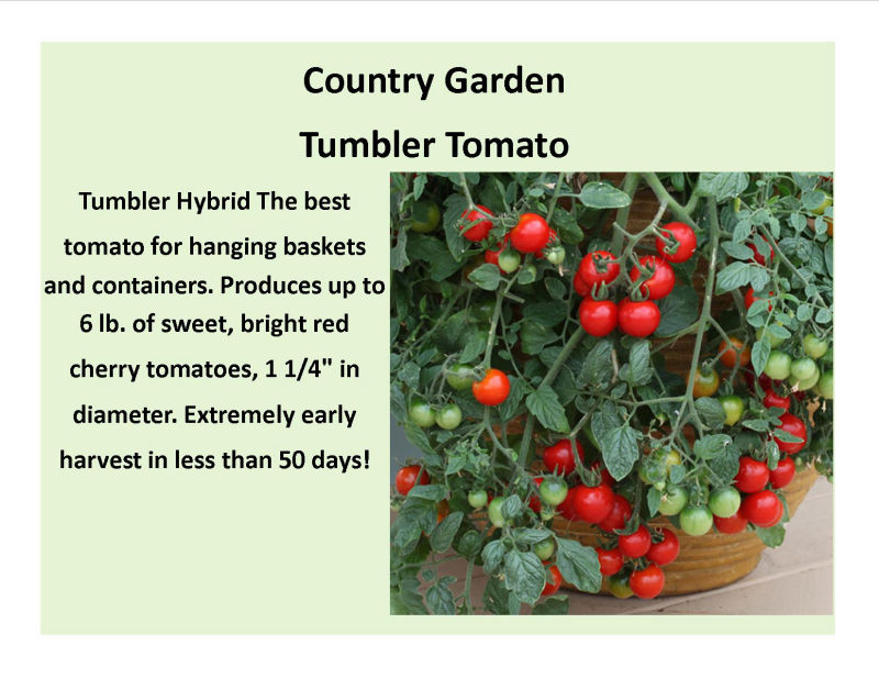 Tumbler Tomato