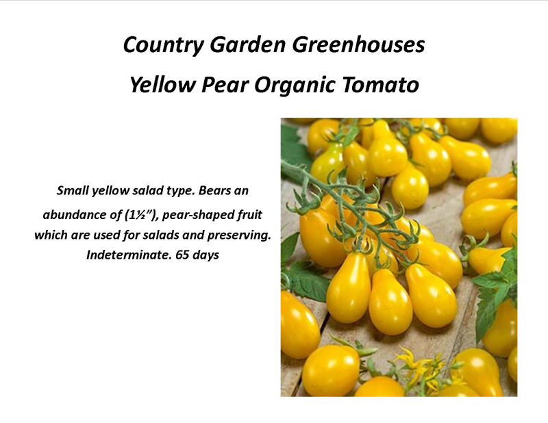 Yellow Pear Organic Tomato